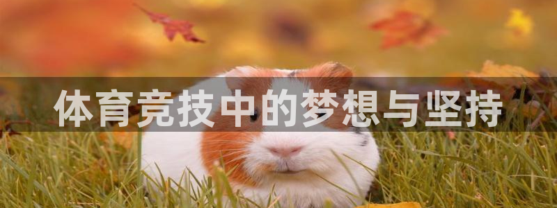 体育竞技中的梦想与坚持